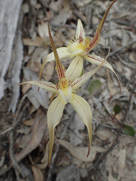 File:Caladenia x triangularis.jpg