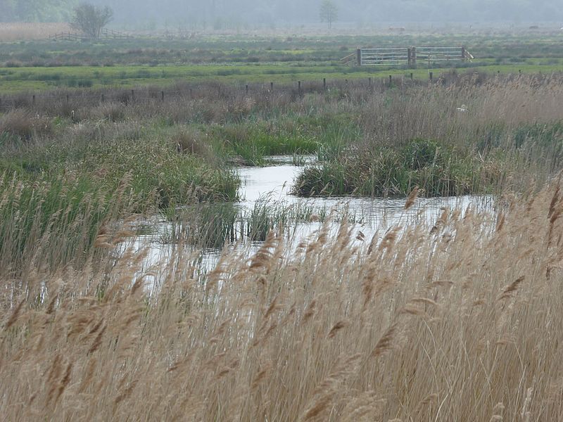 File:Castle Marshes 3.jpg