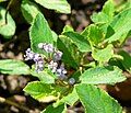 Ceanothus diversifolius