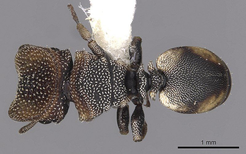 File:Cephalotes kukulcan.jpg