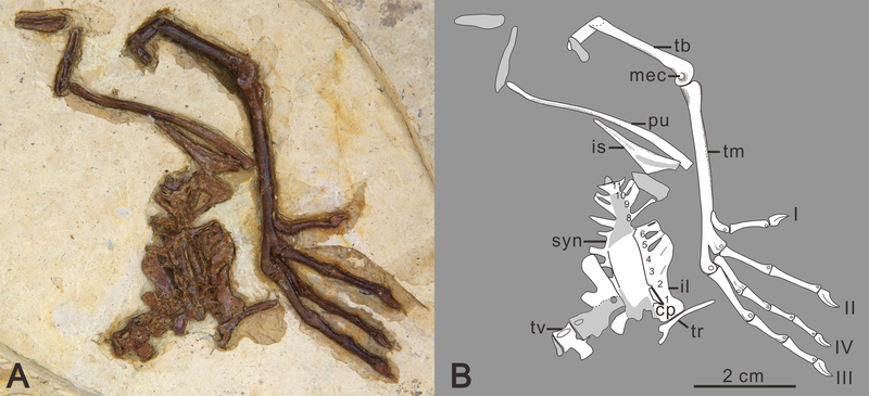 File:Changmaornis.png