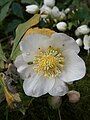 Helleborus niger flower