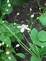 Clematis recta flower