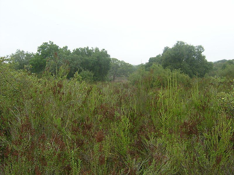 File:Coastalsageoakwoodland.JPG