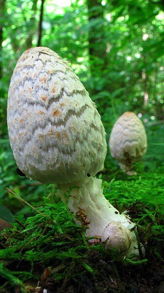 File:Coprinopsis variegata 47808.jpg