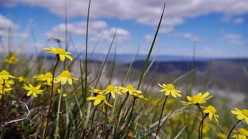 File:Crocidium multicaule 2.jpg