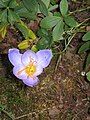 Crocus pulchellus inside of the flower