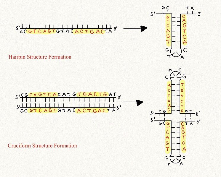 File:Cruciform DNA.jpg