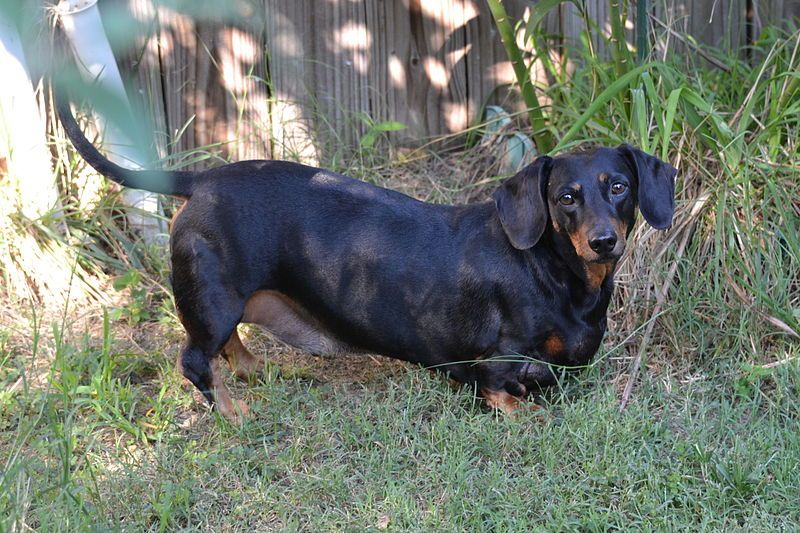 File:Dachshund 2.jpg