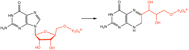 File:DihydroneopterinTriphosphate.png