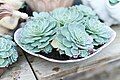 Image 30Echeveria glauca in a Connecticut greenhouse. Botany uses Latin names for identification; here, the specific name glauca means blue. (from Botany)