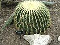 Echinocactus grusonii