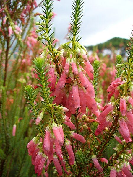 File:Erica mammosa flower.jpg