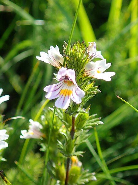 File:Euphrasie Aubrac.jpg