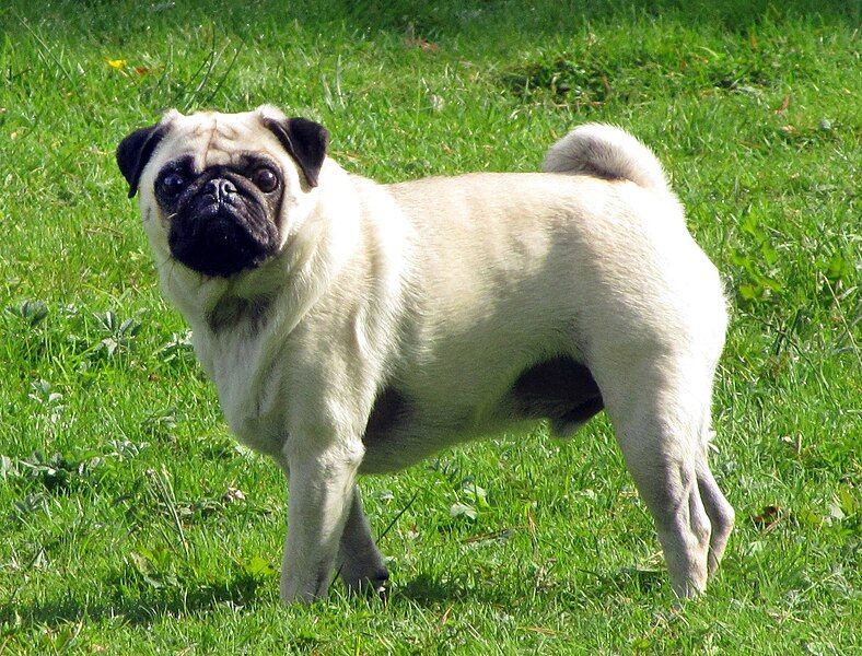 File:Fawn pug 2.5year-old.JPG