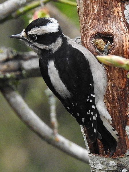 File:FemaleDownyWoodpecker.jpg