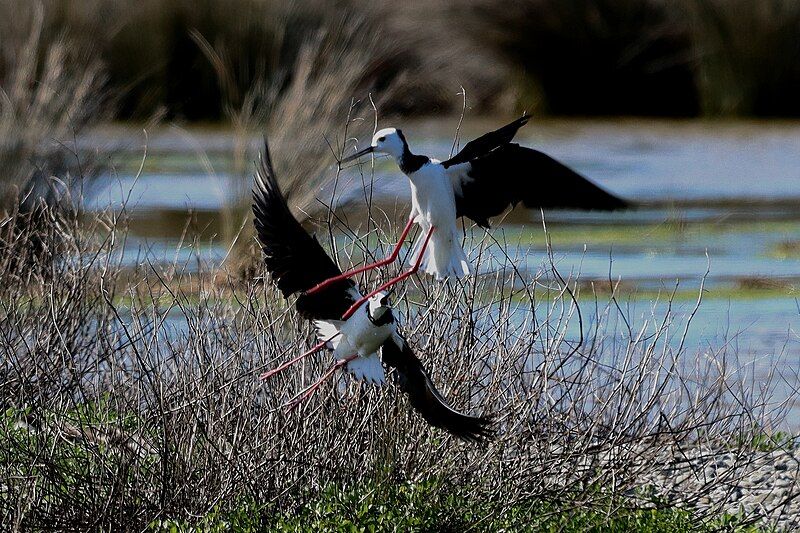 File:Fighting Pied Stilts.jpg