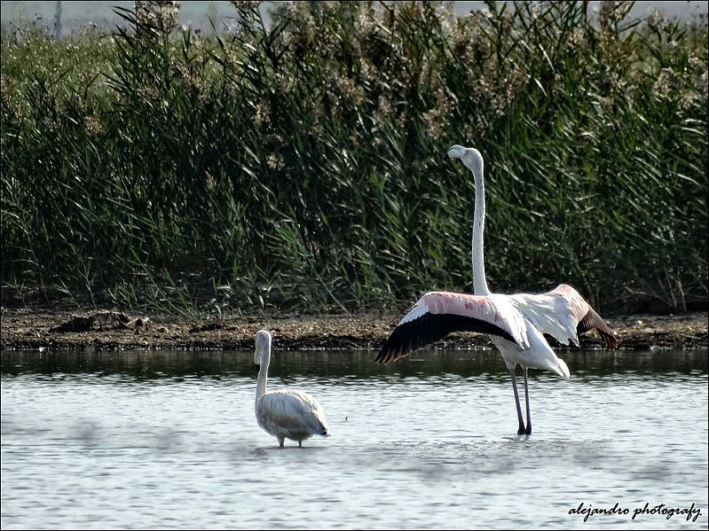 File:Flamingo pikrolimni lake.jpg