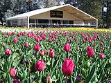 Looking over tulips to cafe, 2005