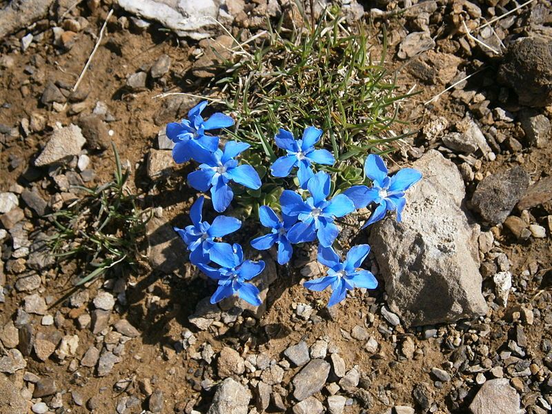 File:Gentiana verna 002.jpg