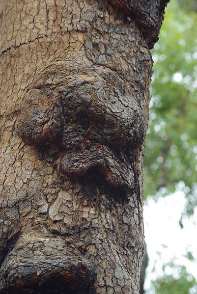 File:GreenmountHillNP Eucalypt burl.jpg