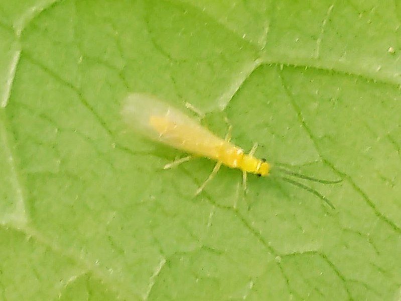 File:Haploperla sp.jpg