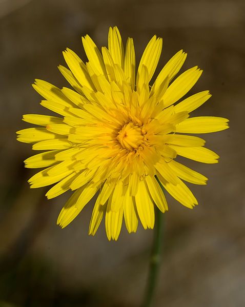 File:Hawkweed 2007-5.jpg