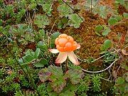 Rubus chamaemorus (cloudberry) Yakutia 22,500 YBP[25]