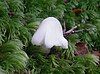 Humidicutis mavis, near Waiohine Gorge, in Tararua Forest Park, New Zealand