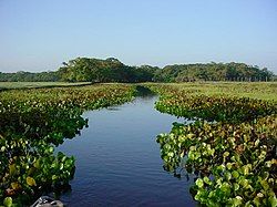 Igarapé Euzébio, upstream from the Aporema River