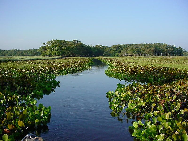 File:Igarapé Euzébio.JPG