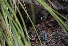 small dark rail hidden by shadows behind grass