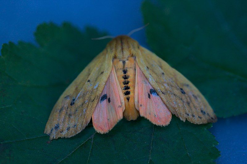 File:Isabella tiger moth.jpg