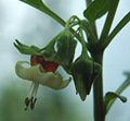 Flower and Flower Buds of Jaltomata ventricosa. Collection Leiva 138, grown as Mione 535. Photo taken in Conneticut.