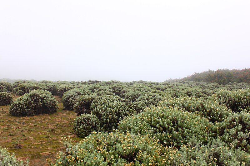 File:Javanese Edelweiss Field.JPG