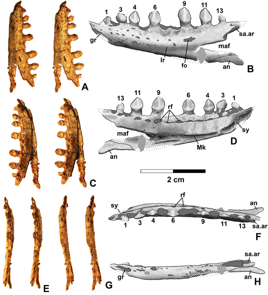 File:Kwanasaurus dentaries 1.png