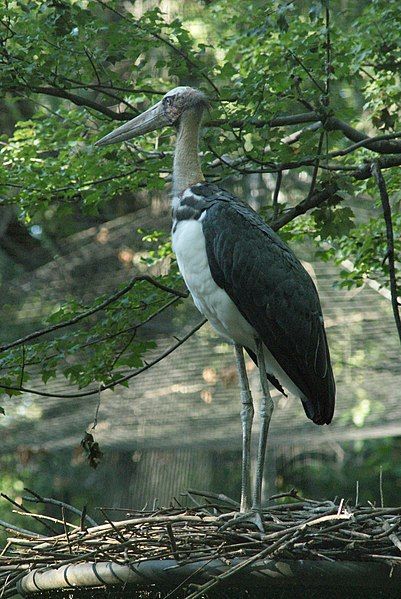 File:Leptoptilos javanicus 1.jpg