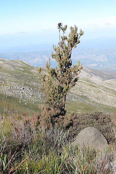 File:Leucadendron loeriense 15416760.jpg