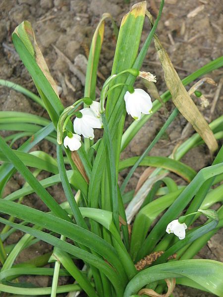 File:Leucojum aestivum pulchellum.jpg