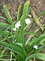 Leucojum aestivum subsp. pulchellum