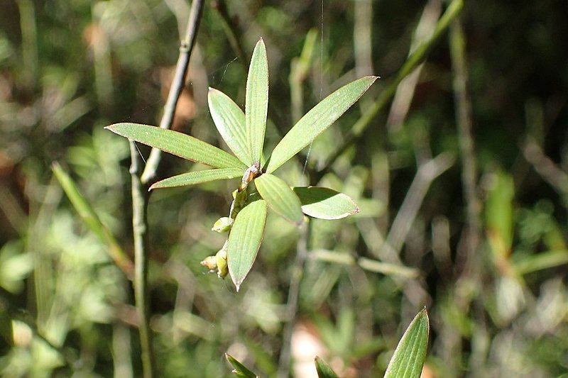 File:Leucopogon fasciculatus kz01.jpg