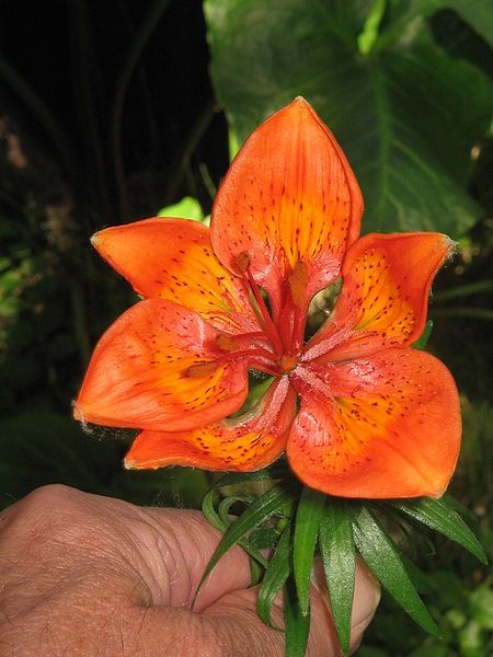 File:Lilium bulbiferum flower.jpg