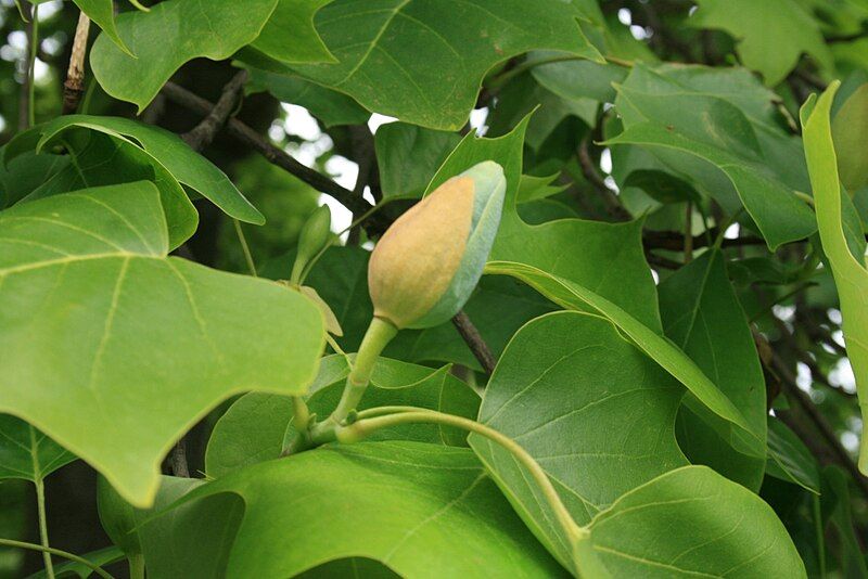 File:Liriodendron-tulipifera-bud.jpg