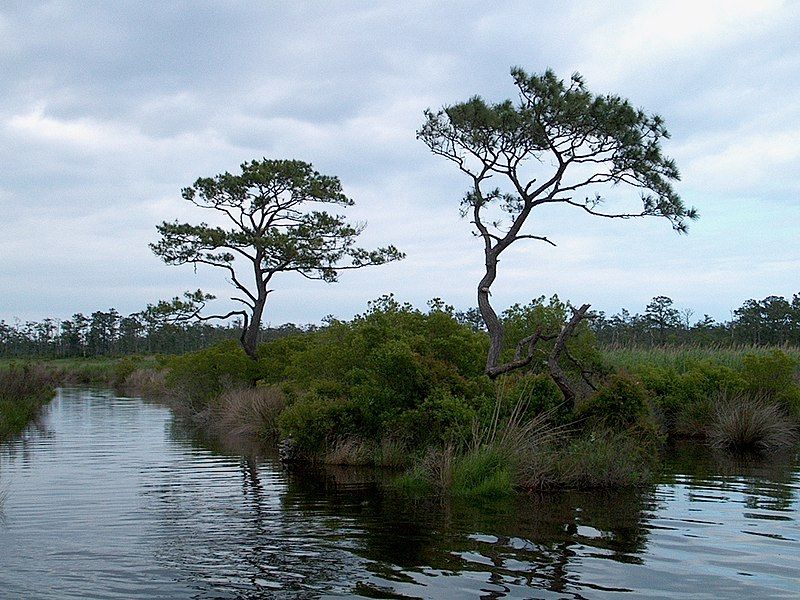 File:MackayIslandPines.wmg.jpg