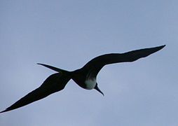 Magnificent frigatebird