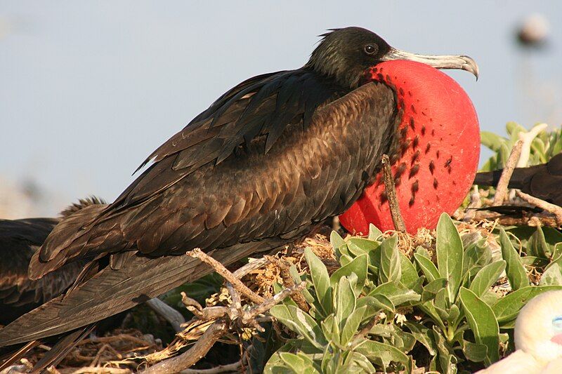 File:Male great frigatebird.JPG