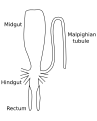 Image 26Stylized diagram of insect digestive tract showing malpighian tubule, from an insect of the order Orthoptera. (from Insect morphology)