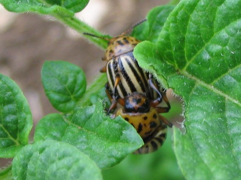 File:Mating-potato-bugs.jpg