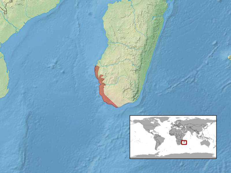 File:Matoatoa brevipes distribution.png