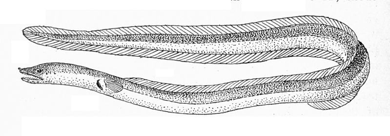 File:Myrophis microchir.jpg